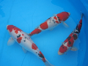 20081116 241-300.jpg